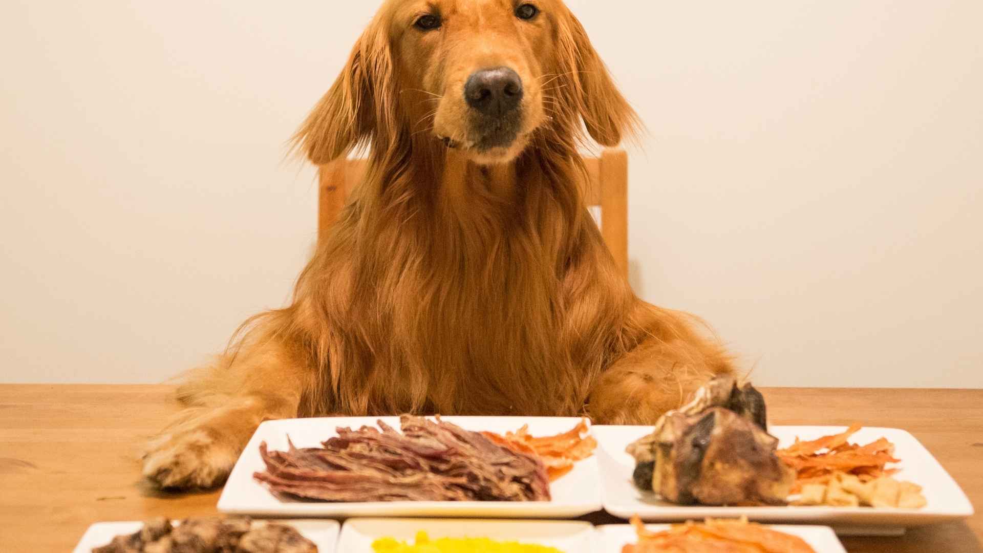 Proteinas para perros cantidad